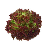 Lollo Rosso Salat &ndash; Kiste &aacute; 9 Stk.