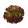 Lollo Rosso Salat &ndash; Kiste &aacute; 9 Stk.