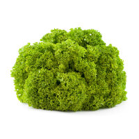 Lollo Bionda Salat &ndash; Kiste &aacute; 9 Stk.