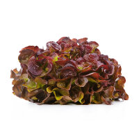 Eichblatt Salat Rot &ndash; Kiste &aacute; 9 Stk.