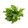 Rucola Salat &ndash; Kiste &aacute; 10 x 125g Schale