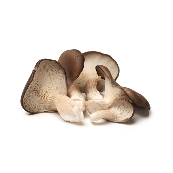 Austernpilze &ndash; Kiste &aacute; 2 kg