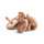 Shiitake Pilze &ndash; Kiste &aacute; 1,5 kg