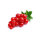 Johannissbeeren &ndash; 12 x 200g Schale Kiste